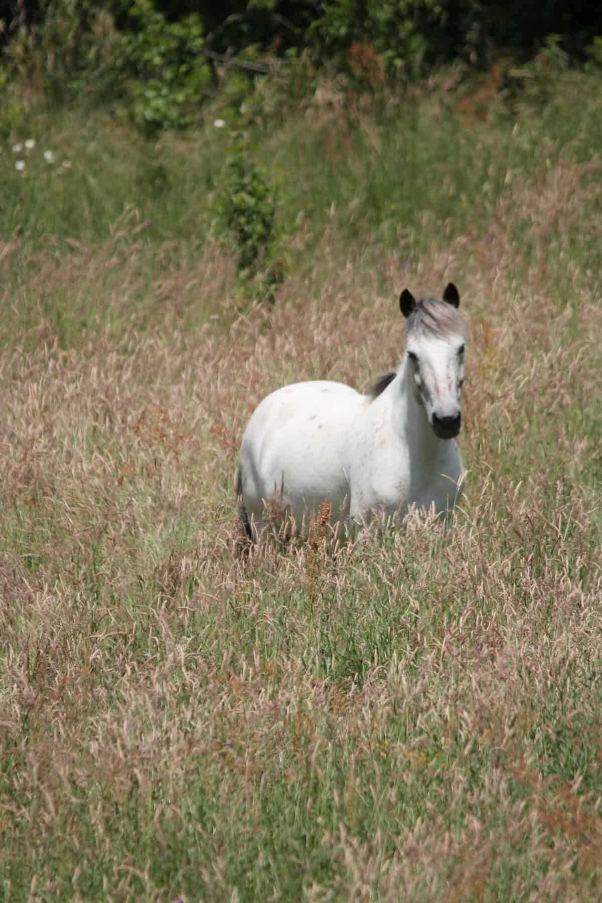 pension chevaux tulle naves
